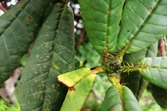 Rhododendron barbatum